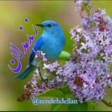 Telegram profile photo for 🌷زندهدلان🌷