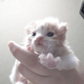 Telegram profile photo for ЧВК "котяо"