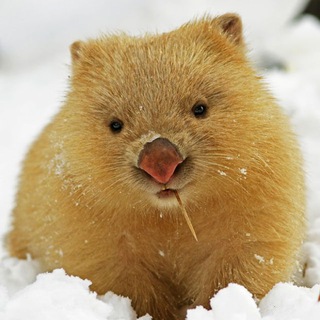 Telegram profile photo for ВКВБ