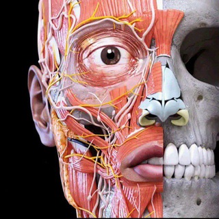 Telegram profile photo for Anatomiya audio kanal