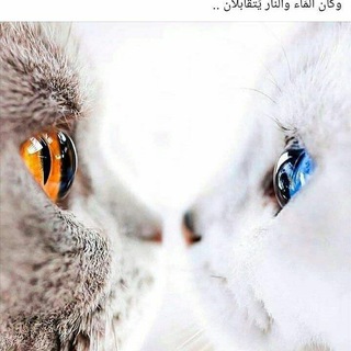 Telegram profile photo for اغِِٰارِٰ ⁞⚡️♥️ֆ₎