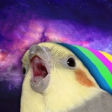 Telegram profile photo for всратые попуги 🦜 канал с попугаями