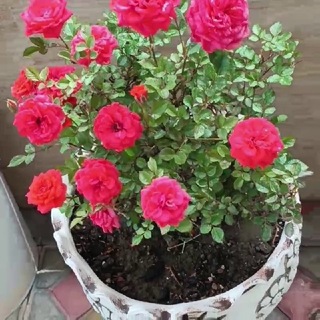Telegram profile photo for کاناڵی سیمساری چاوکاڵ😍