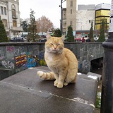 Telegram profile photo for Уличные коты мира