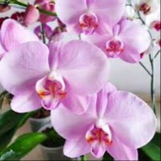 Telegram profile photo for Распродажа растений Orchidsale