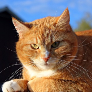 Telegram profile photo for Кот