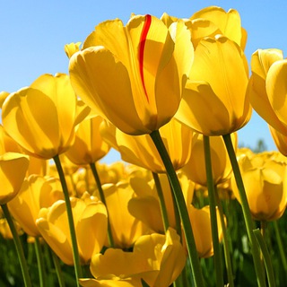 Telegram profile photo for داستانهای پندآموز