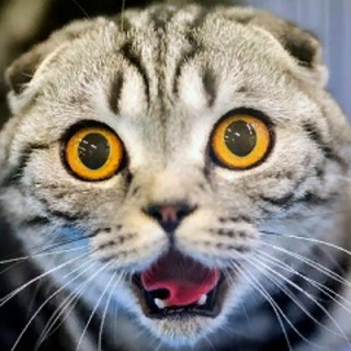 Telegram profile photo for Кошкины😻 Приколы😸