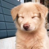 Telegram profile photo for Heppy dogs.вп.