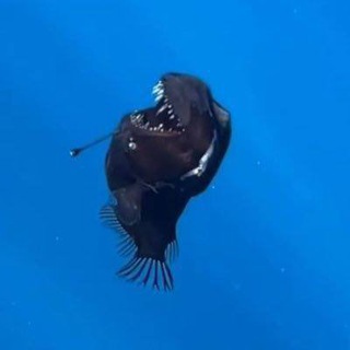 Telegram profile photo for ANGLERFISH CHANNEL