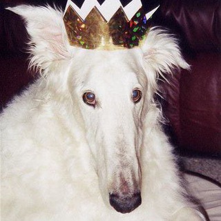 Telegram profile photo for Borzoi Pictures