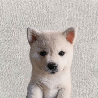 Telegram profile photo for BANE CTO OFFICIAL