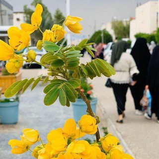 Telegram group profile photo for ملتقى طلاب ميسان