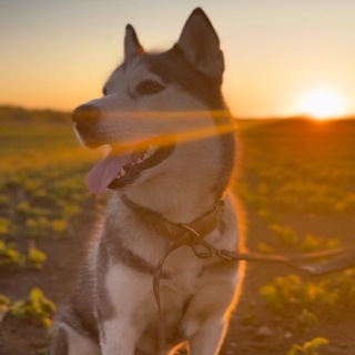 Telegram profile photo for golden hass