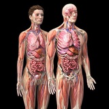 Telegram profile photo for HUMAN ANATOMY & PHYSIOLOGY π§ π by Dr. Jigyasha..π©Ί