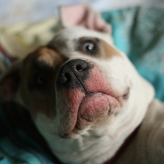 Telegram profile photo for Собака ШО