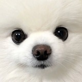 Telegram profile photo for ciselure porte.