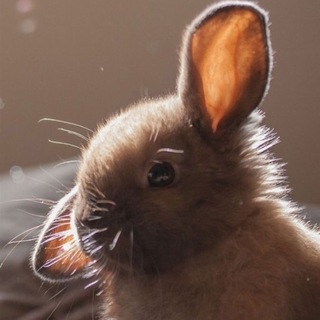 Telegram profile photo for Факультет філології✨