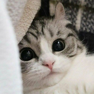 Telegram profile photo for Хижина Комару😺