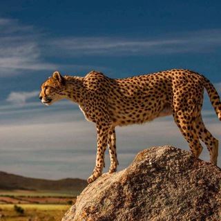 Telegram profile photo for Квадробика хаус//Cheetah House~🐆