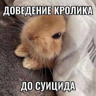 Telegram profile photo for dekoposting
