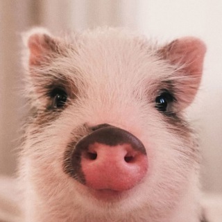 Telegram profile photo for «С любовью к хрюшам» 🐷❤️