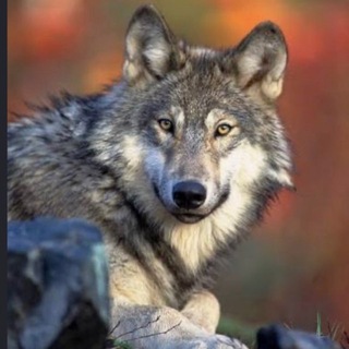 Telegram profile photo for КАРЫШКЫР 🐺