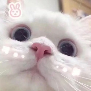 Telegram profile photo for 一路向北
