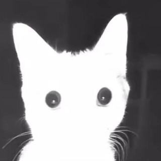 Telegram profile photo for Scorpio’s diary