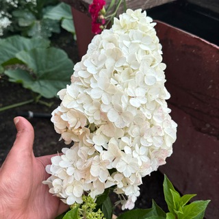 Telegram group profile photo for Рассада, саженцы, в Красноярске🌱