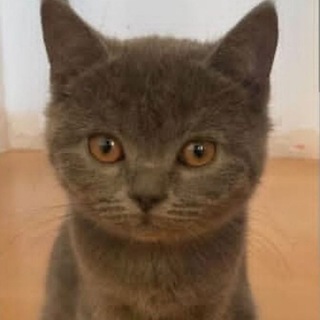 Telegram profile photo for lil guy confession