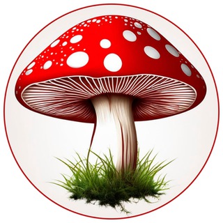 Telegram profile photo for Красный Мухомор (канал)