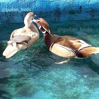 Telegram profile photo for 🇮🇷 Guilan birds 🇮🇷