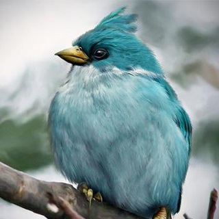 Telegram profile photo for دیکشنری هوانوردی و هوافضا "چکاوک"