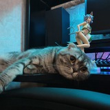 Telegram profile photo for Sharkunchik Everyday 🐱