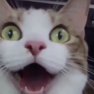 Telegram profile photo for Stupid Cats