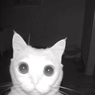 Telegram profile photo for Де я бляха?