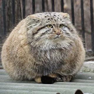 Telegram profile photo for манульный андерграунд