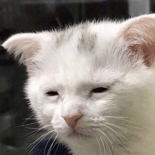 Telegram profile photo for Котик Не Помер