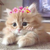Telegram profile photo for γ
€~ π ππ‘π </π β₯οΈβ¨
