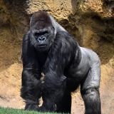 Telegram profile photo for Apes Gemπ calls π¦