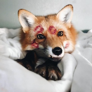 Telegram profile photo for 🫧 Лисье безумие!❀.. ☕