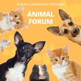Telegram profile photo for Animals forum | коты, собаки и не только