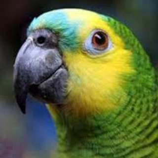 Telegram profile photo for بازار پرندگان