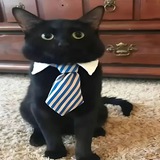 Telegram profile photo for отзывник venomgifts