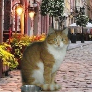 Telegram profile photo for Оренда без комісії Львів
