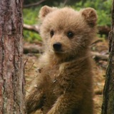 Telegram profile photo for звезды от мишани