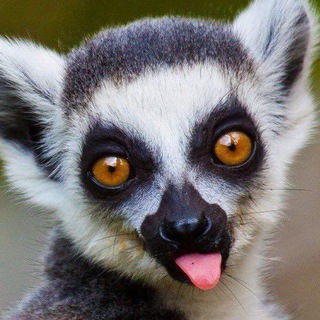Telegram profile photo for Преподобный Вофля