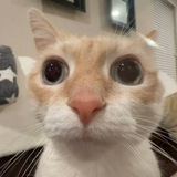 Telegram profile photo for Снегурочка