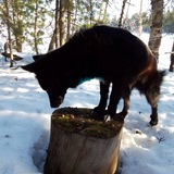 Telegram profile photo for Жизнь берёзового пёсика